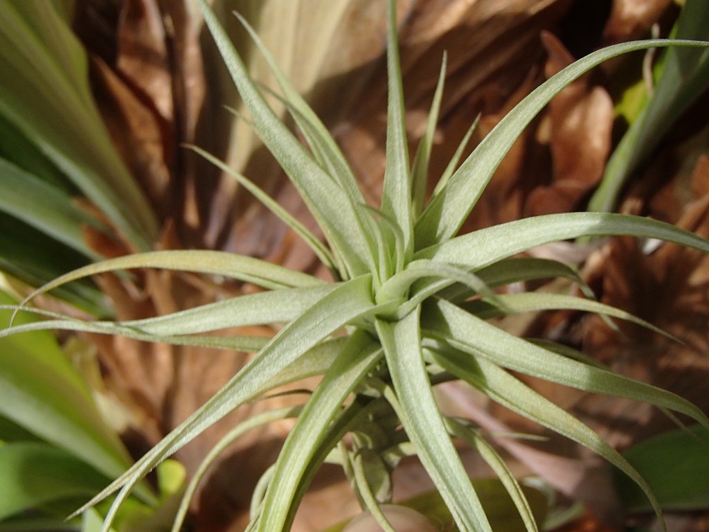 Tillandsia Aeranthos